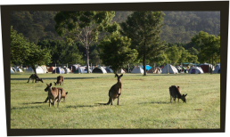 beautiful scenery with kangaroos